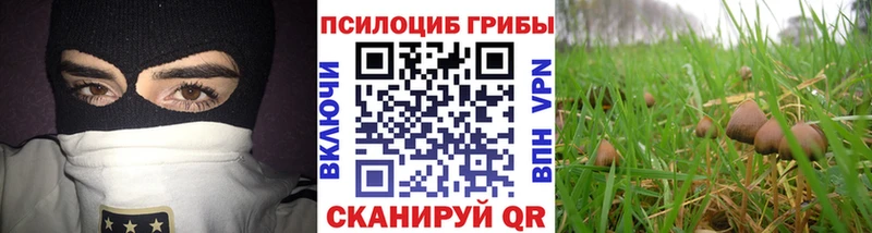Купить закладки  Чебоксары  Псилоцибиновые грибы GOLDEN TEACHER 